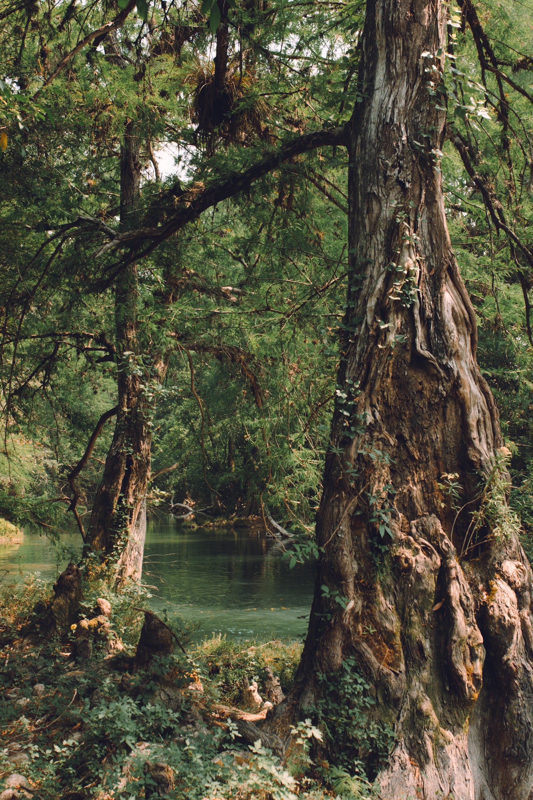 Rejuvenece